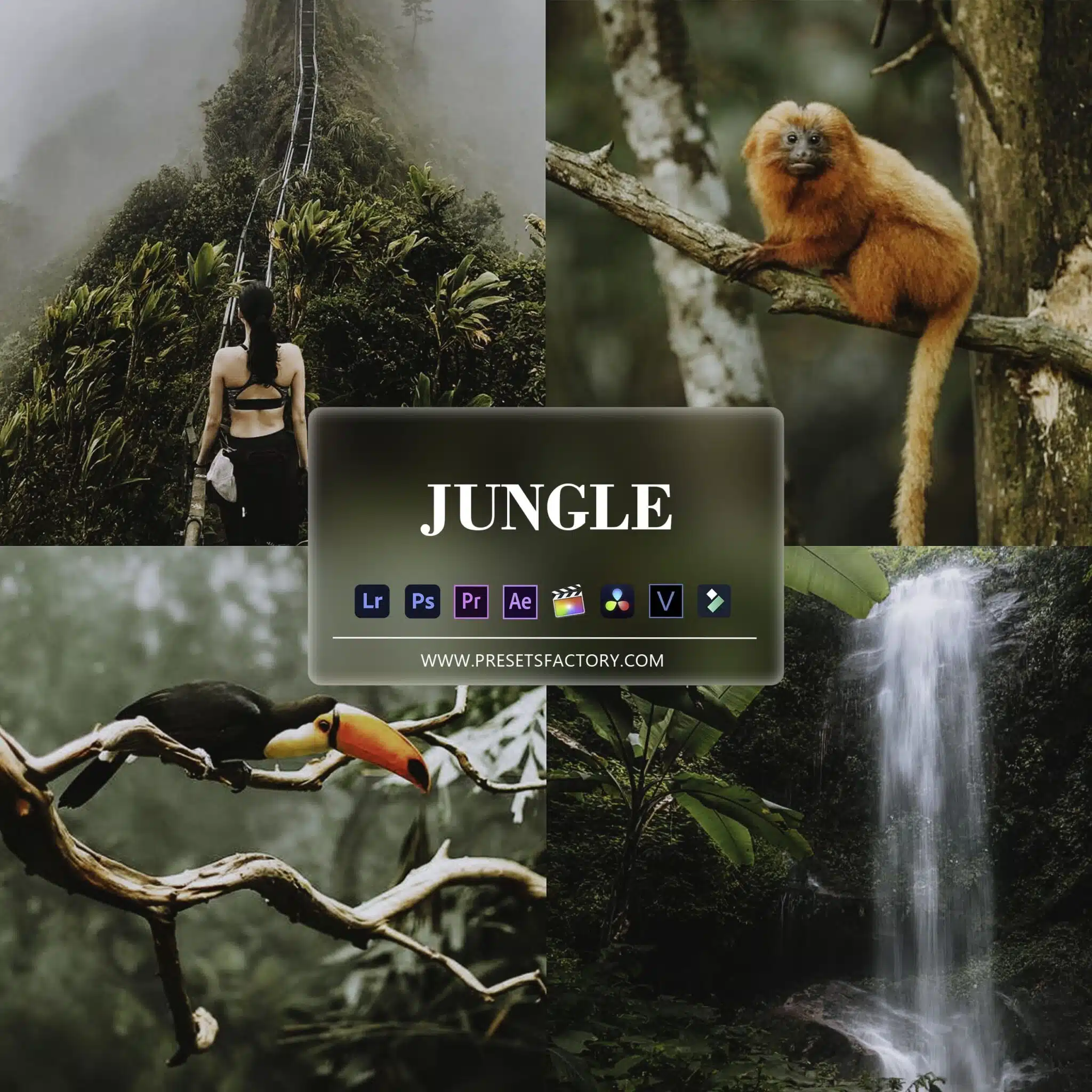 Jungle Presets