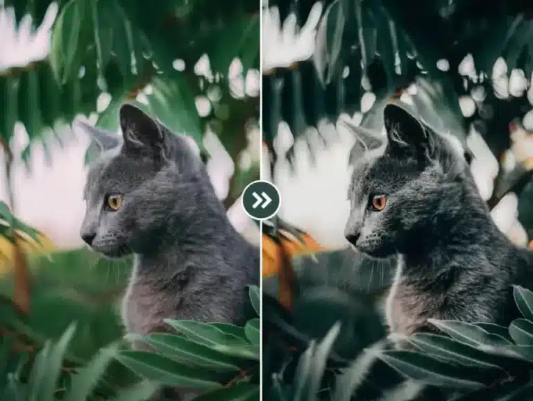 Presets before and after - Cat